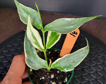 Hoya Polyneura Albo Super Silver Splashy/ Silver Mutation : Rooted Plant in 2.5" Pot #31