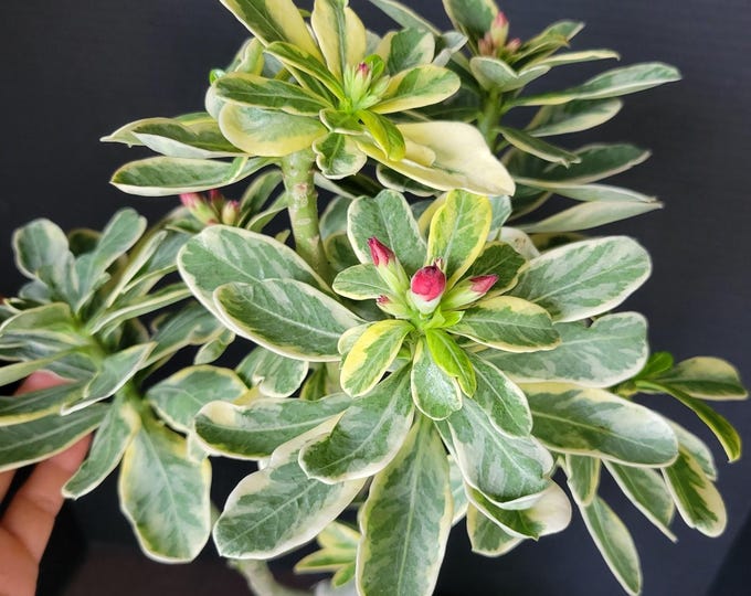 Variegated Desert Rose Plant With Double Red Flowers - Grafted Adenium ...