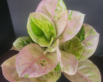 Color Changing leaves Aglaonema 'Magic Green' 6" pot #2