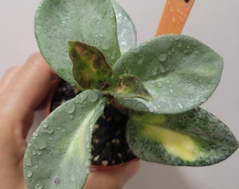 Hoya Argentea Princess: Rooted Plant in 2.5" Pot #53