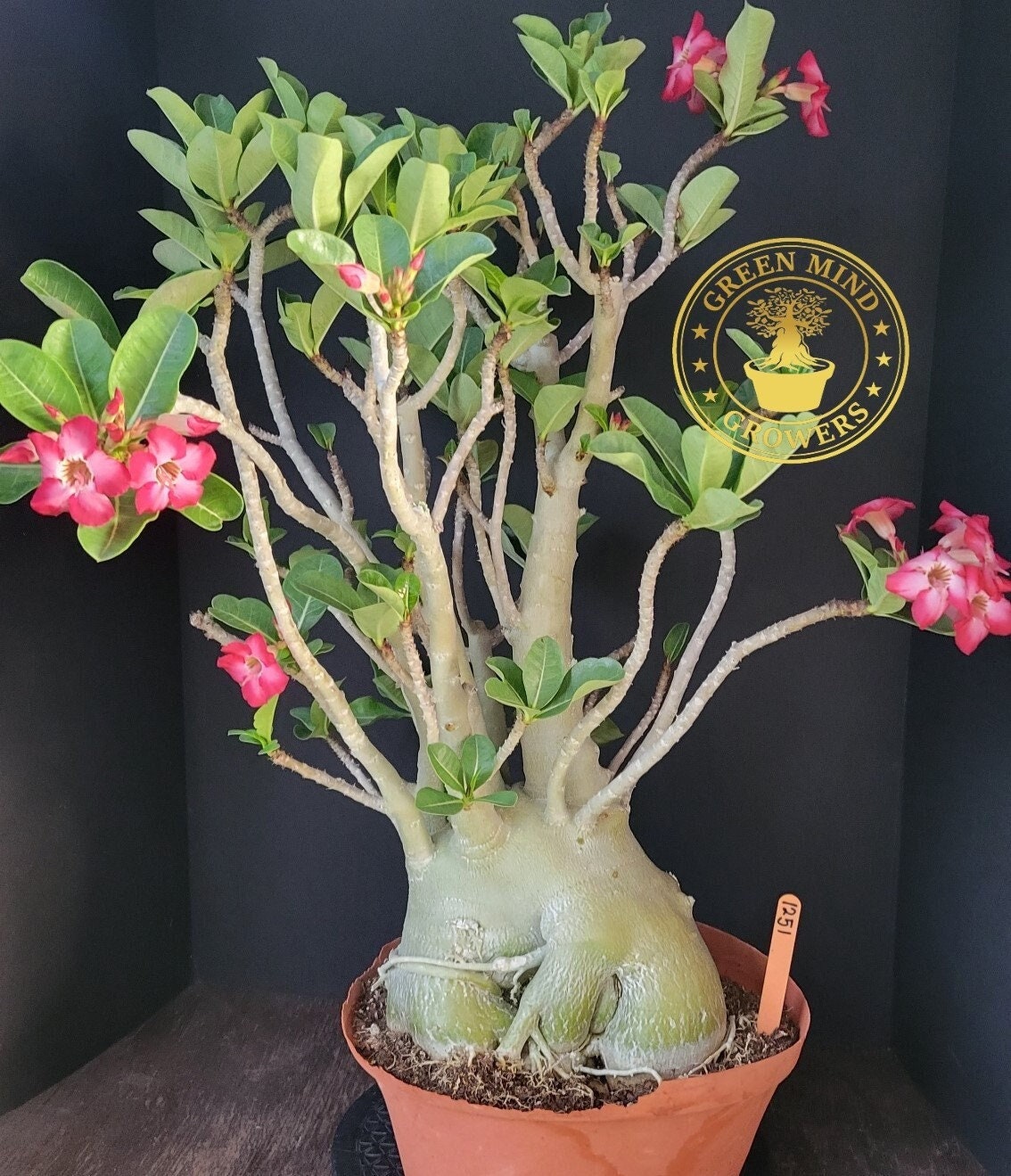 Adenium Obesum “Desert Rose” – Natures Planters.—-Varigated String of Hearts