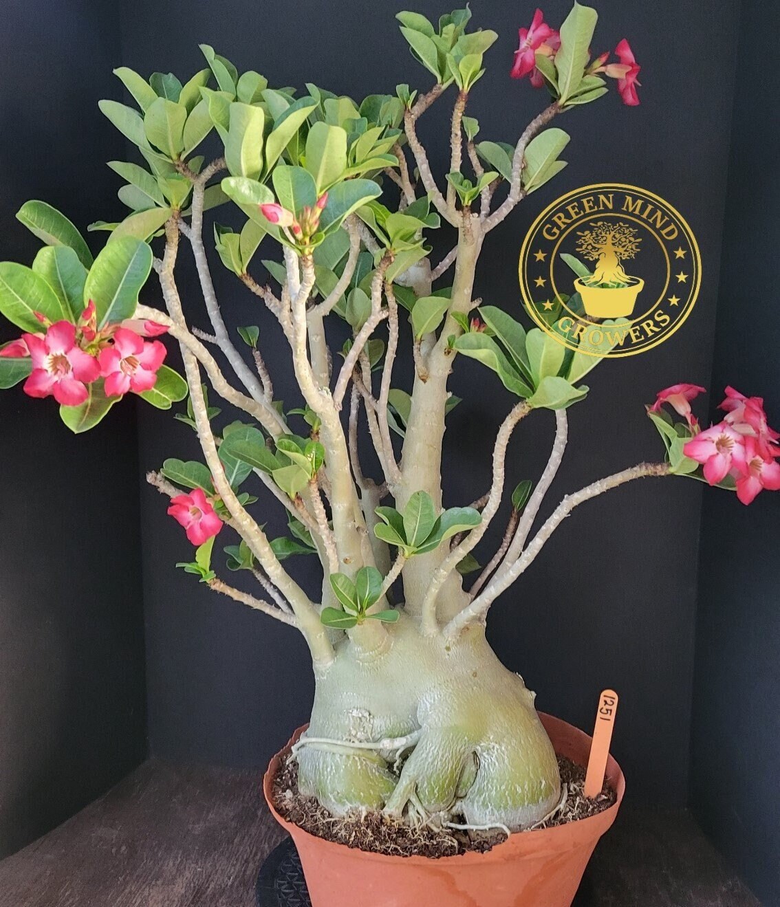 Adenium Obesum Hybrids <br/>(Baobab Desert Rose) — The Living Art Nursery