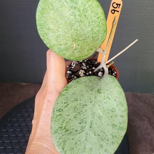 Hoya Michelle Silver #56 , Rooted plant , Actively growing ,** Exact Plant **, Holiday Gift ,FLORIDA SELLER !