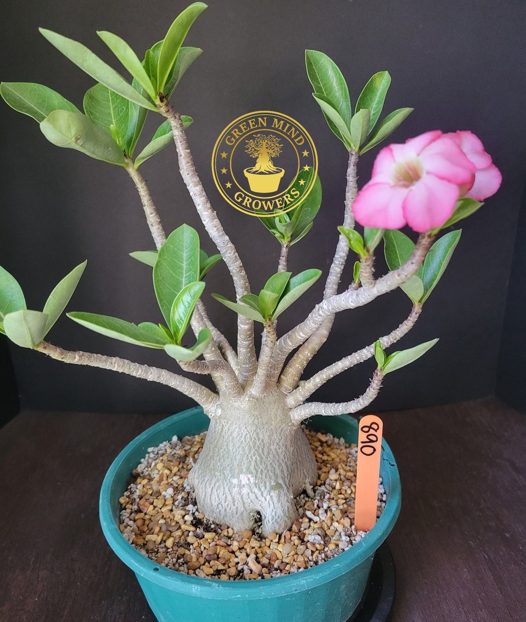 Original Adenium Thai Arabicum Hybrid 'PNW' 8 Bowl 890,exotic Bonsai