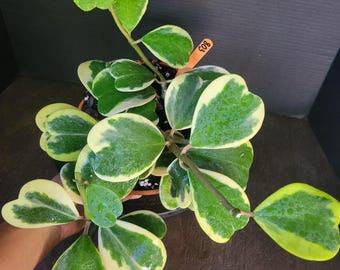 Hoya Kerrii Variegated : Rooted Plant in 8" Pot #803