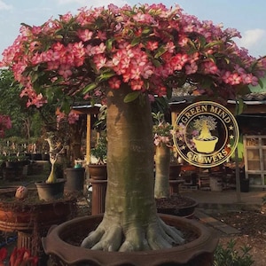May include: A large Adenium obesum plant with a thick, bulbous, light gray trunk and a dense canopy of vibrant pink and white flowers. A circular gold logo with the text GREEN MIND GROWERS and a bonsai illustration is visible on the right side.