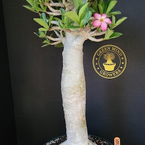 hanging moss plants Hanging Moss Cylinder with Amaranthus I Plant the Future  PLANT THE FUTURE