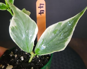 Hoya Polyneura Albo Super Silver Splashy/ Silver Mutation : Rooted Plant in 2.5" Pot #44