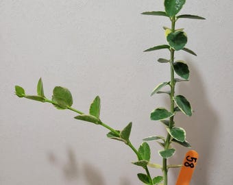 Hoya Cummingiana (outer variegated) : Rooted Plant in 2.5" Pot #58