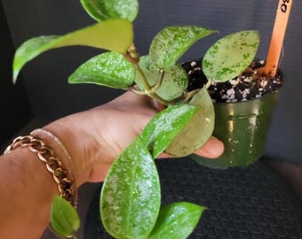 Hoya Verticillata Silver Heart : Rooted Plant in 3.5" Pot #30