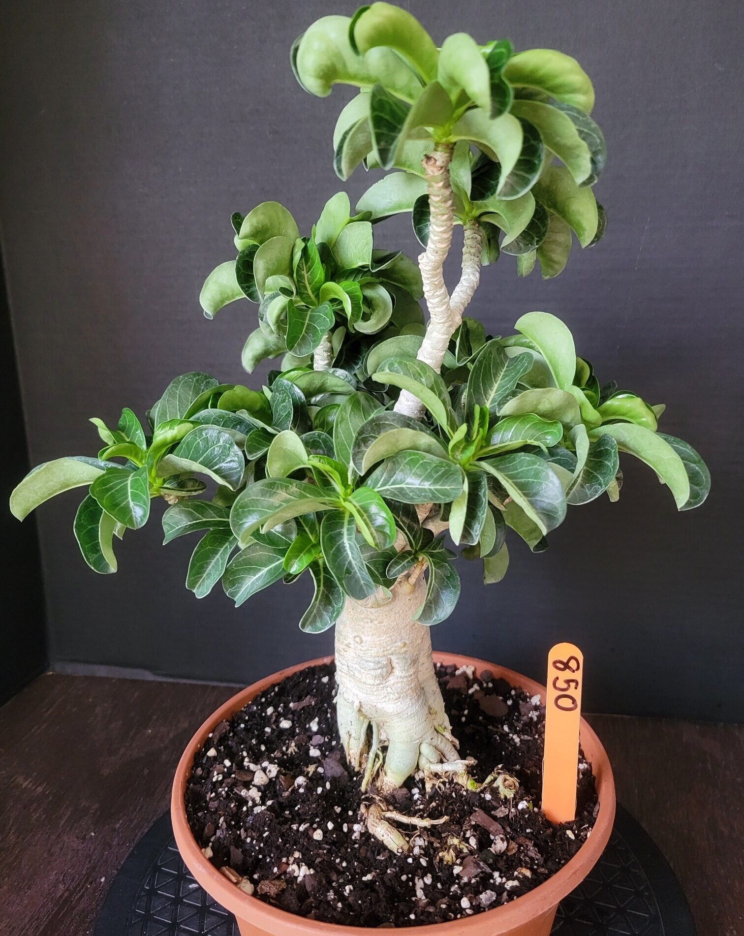 極美 獅子葉のアデニウム】Dorset Horn Adenium DHA鉢植え