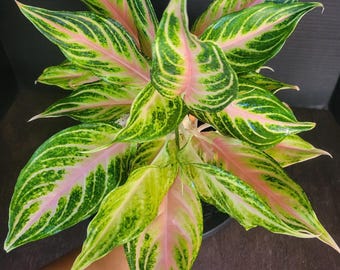 Aglaonema 'Pink Panama' 3.5" pot #412