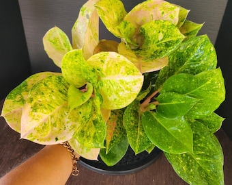 Color Changing leaves Aglaonema 'Magic Green' 6" pot #1