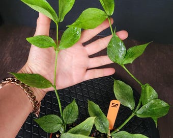 Hoya Polyneura Broget Silver Plants: Two Rooted in 2" Pot