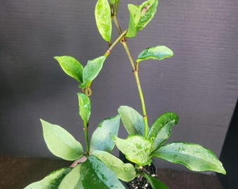 Bundle of 2 plants : Hoya AH 074 Silver , Rooted plants ,**Growers choice **