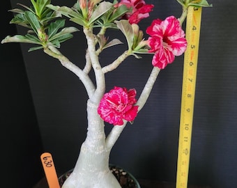 Grafted Desert Rose Plant: Double Red/White Striped Flowers, 6" Pot #630