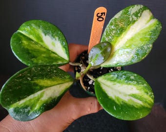 Hoya Obovata inner Variegated Super Splashy : Rooted Plant in 3.5" Pot #30