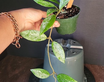 Hoya Wilbur Graves (China) : Rooted Plant in 3.5" Pot #52