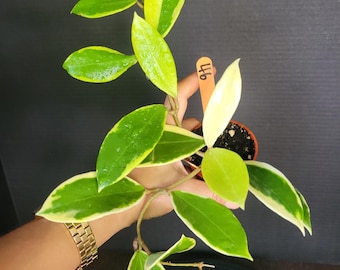 Hoya Diversifolia albomarginata : Rooted Plant in 2.5" Pot #46