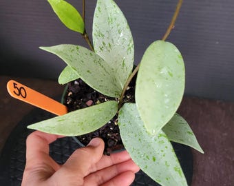 Hoya Pubicalyx Pink Silver Ghost: Fully Silver, Rooted Plant in 3.5" Pot #50