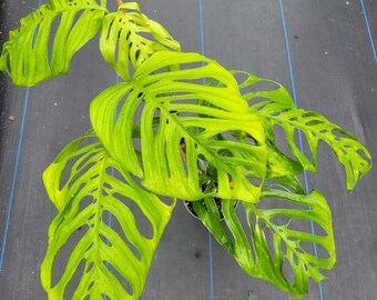 Monstera Esqueleto  6" pot #678 ,** EXACT Plant **, well established plant , Aroid live house plant , FLORIDA SELLER !