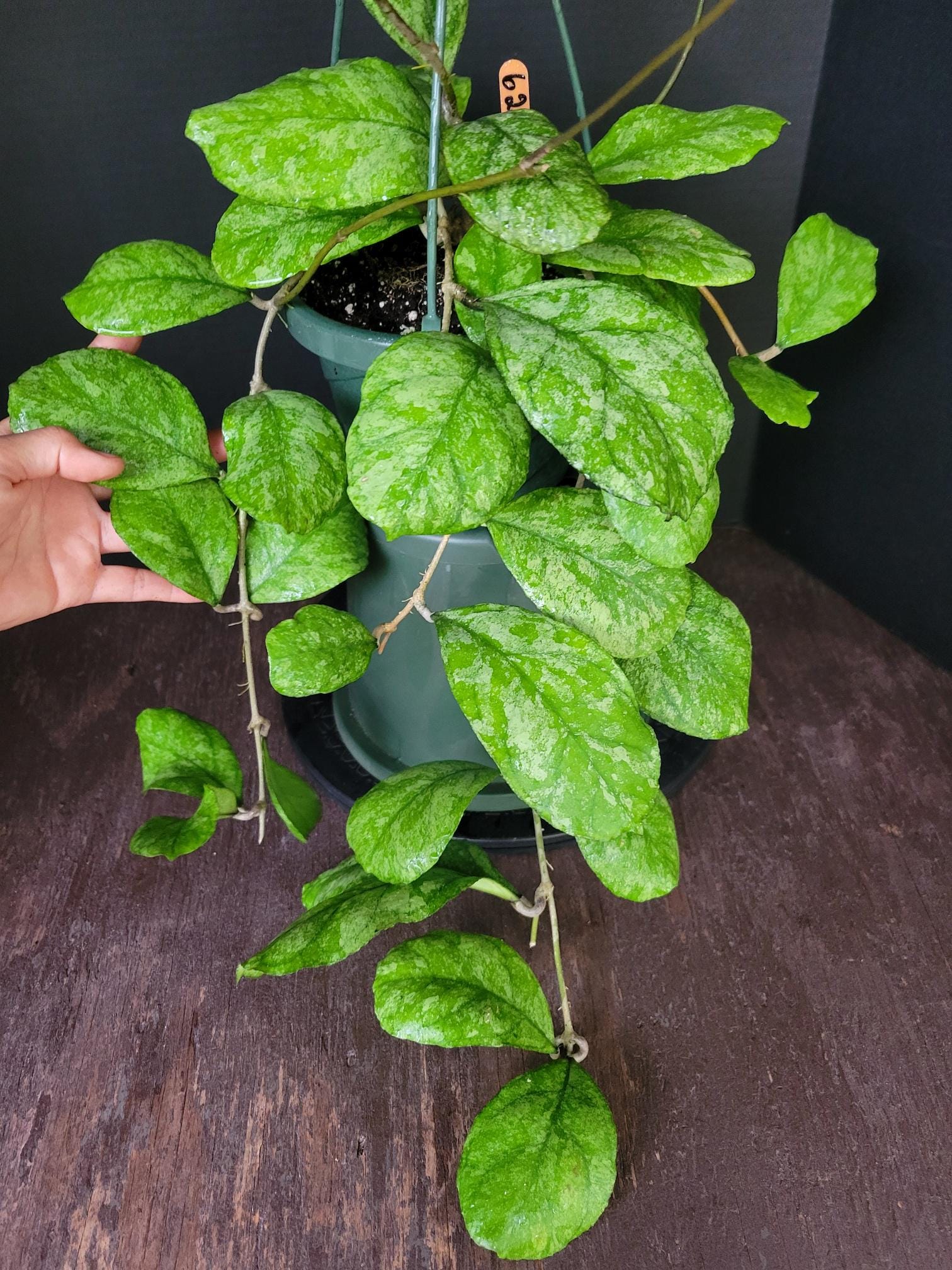 Hoya Chicken Farm X Hoya Deykeae Silver 6