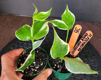 Bundle of 2 plants :Hoya Polyneura Albomarginata Inner Variegated #57