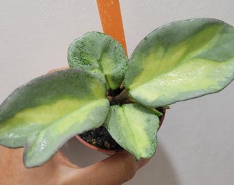 Hoya Argentea Princess: Rooted Plant in 2.5" Pot #52