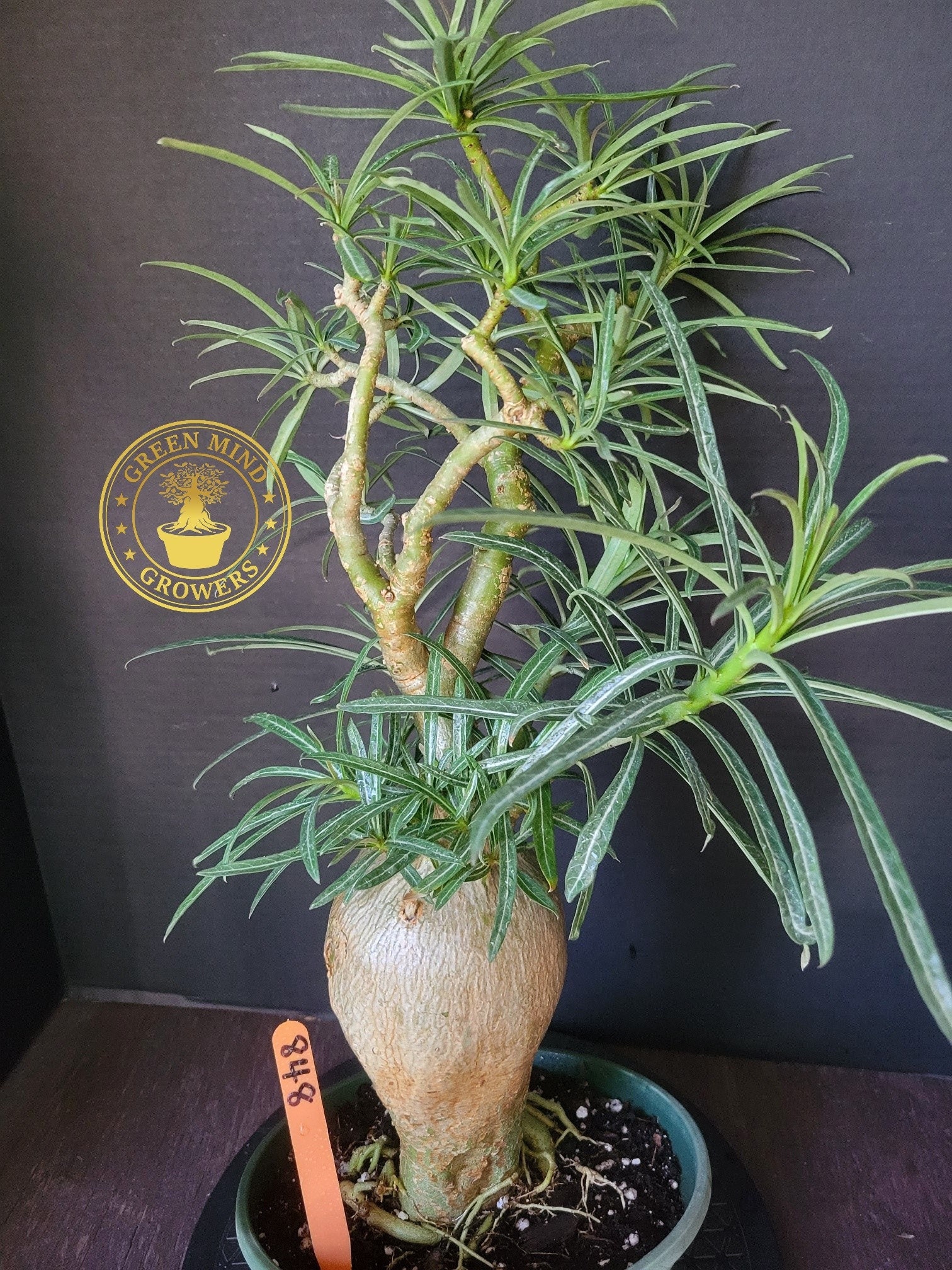 Rare Adenium Somalense Sp. Nova Tanzania , Desert Rose Plant 8