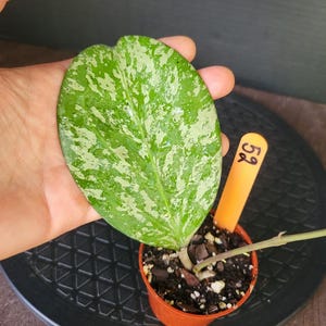 Hoya Michelle Splash/Silver #52 , Rooted plant , Actively growing ,** Exact Plant **, Holiday Gift ,FLORIDA SELLER !