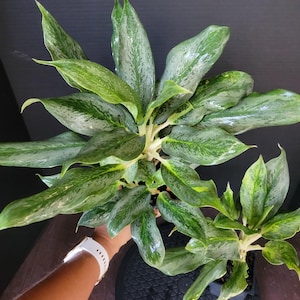 Bundle of 2 of Aglaonema &#39;Gray Emerald&#39; 3.5&quot; pots # 4, **EXACT Plants **, well established plants , FLORIDA SELLER !