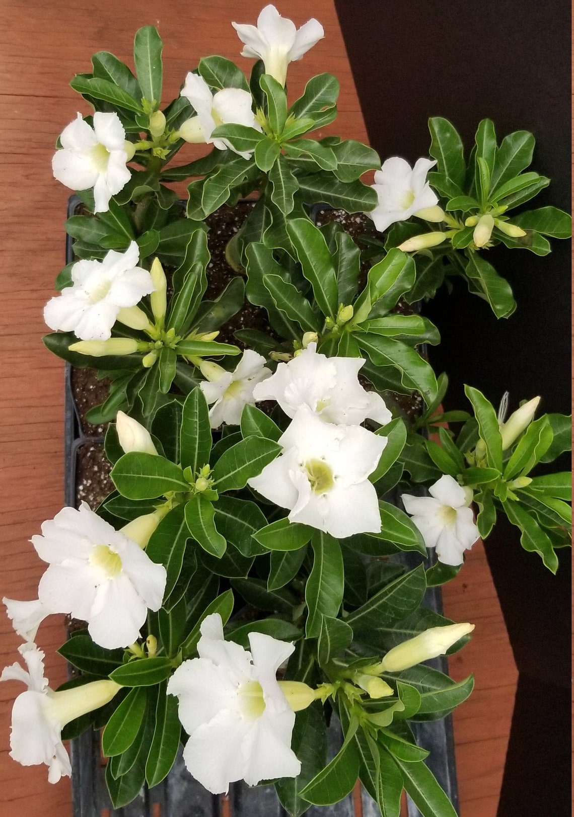 1 Beautiful Desert rose white hybrid flowers seedling Etsy