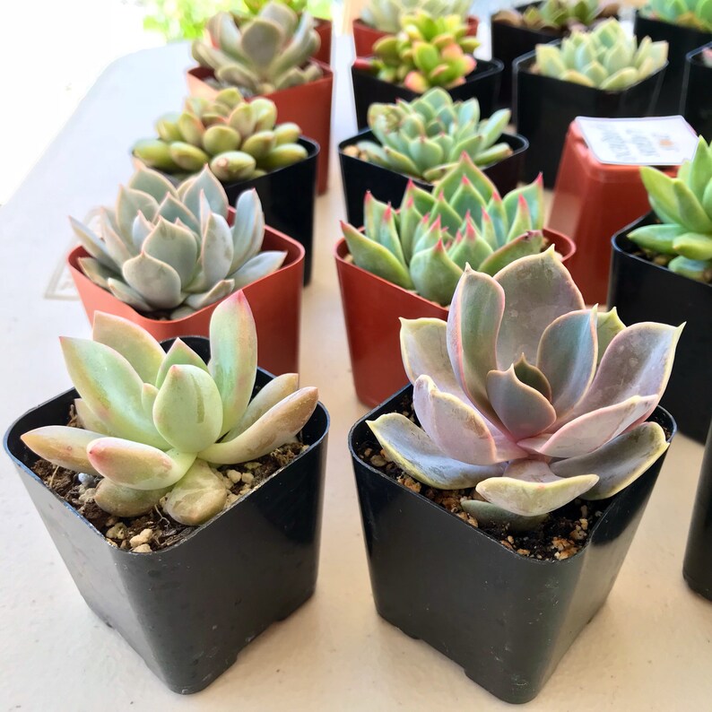 151296 or 3 Potted succulent Rosette plants Rosette succulent pots 2 inch potted succulents Rosette assortment 3,6,9 or 12 count