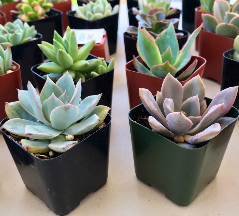 151296 or 3 Potted succulent Rosette plants Rosette succulent pots 2 inch potted succulents Rosette assortment 3,6,9 or 12 count