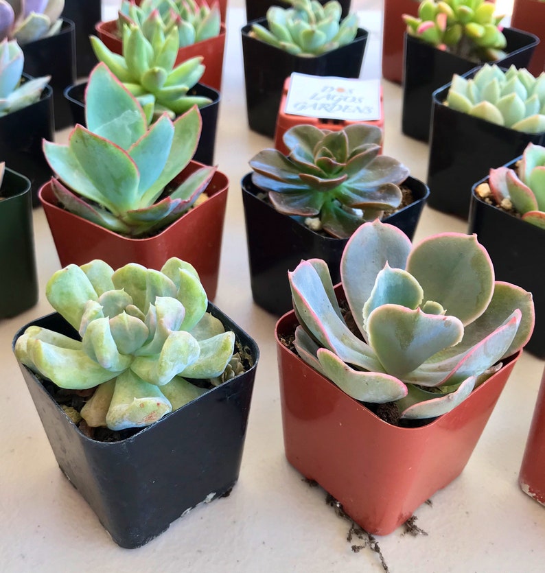 151296 or 3 Potted succulent Rosette plants Rosette succulent pots 2 inch potted succulents Rosette assortment 3,6,9 or 12 count