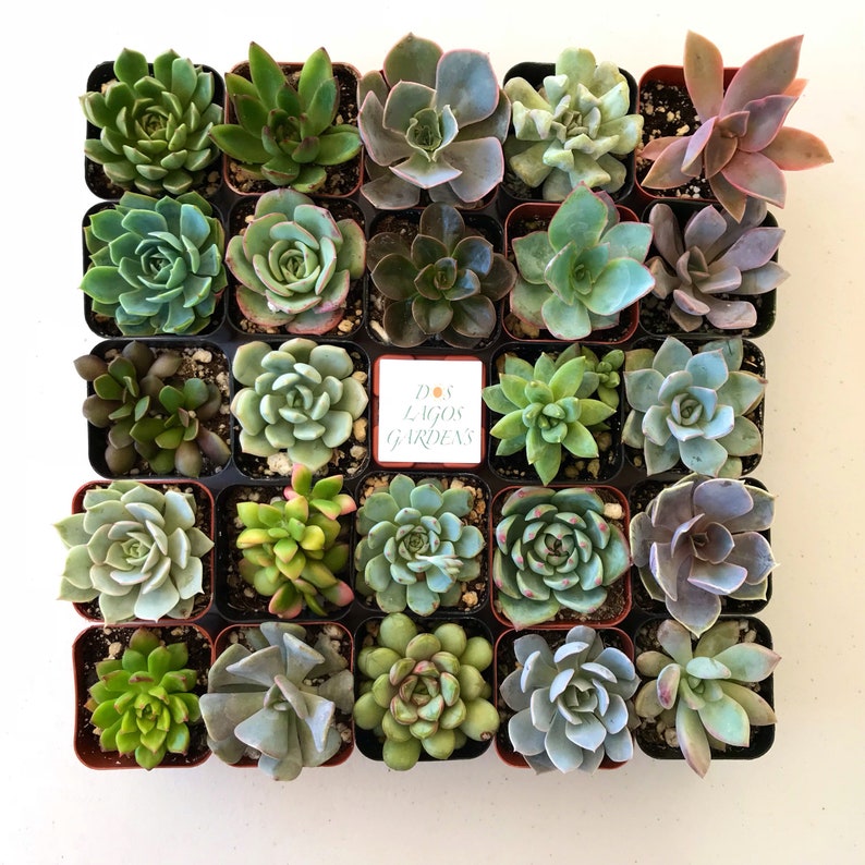 151296 or 3 Potted succulent Rosette plants Rosette succulent pots 2 inch potted succulents Rosette assortment 3,6,9 or 12 count