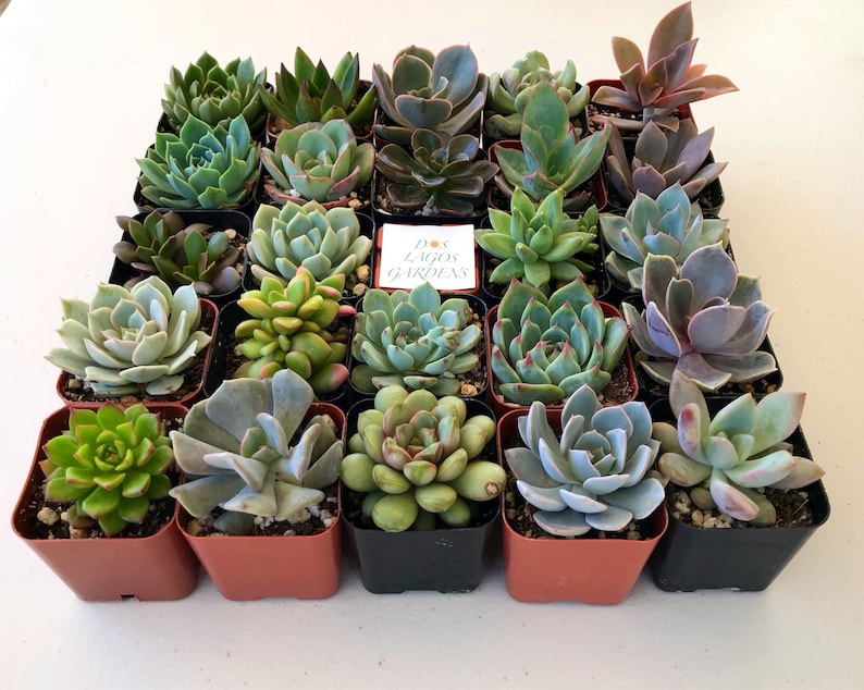 151296 or 3 Potted succulent Rosette plants Rosette succulent pots 2 inch potted succulents Rosette assortment 3,6,9 or 12 count