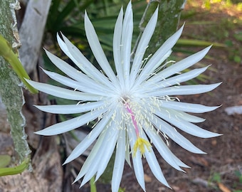 Cereus floreciente nocturno Reina de la noche Cactus Corte epífito tropical