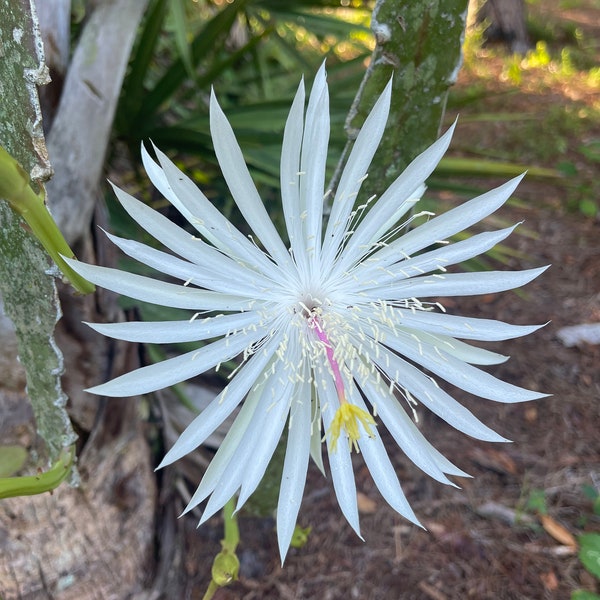 Night Blooming Cereus Queen of the Night Cactus Tropical Epiphyte Cutting