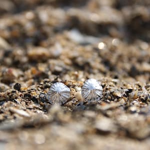 May include: Two small, silver stud earrings with a textured, ridged pattern. The earrings are displayed on a bed of sand and small pebbles, giving a natural, seaside feel. These earrings are a simple, elegant accessory, perfect for everyday wear.