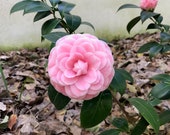 Camellia japonica Pink Perfection Plant FREE SHIP