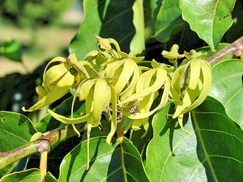 Trees Home & Garden Ylang Ylang Tree Cananga Odorata 10 Seeds white