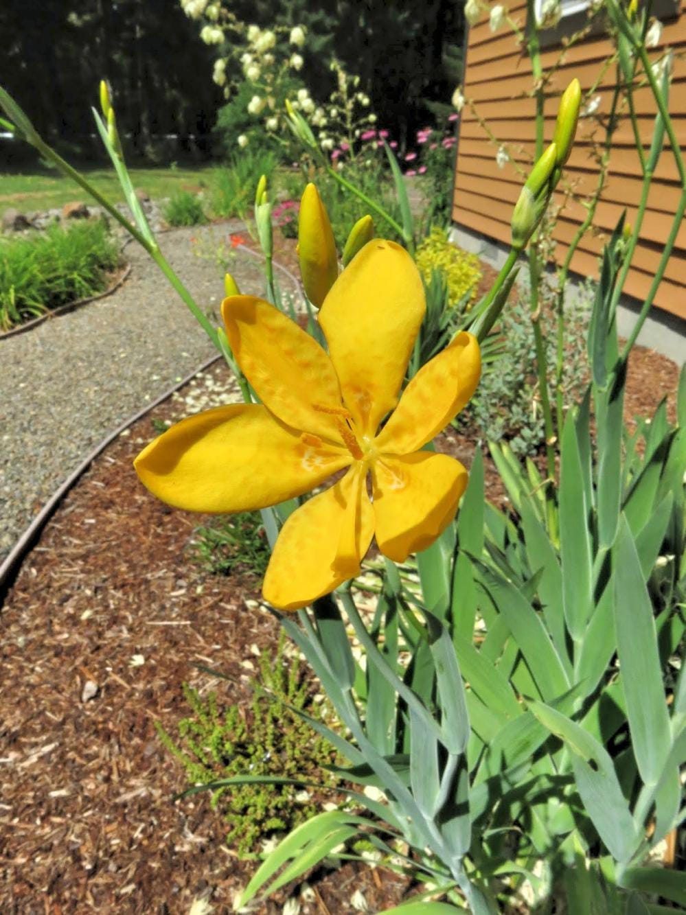 Беламканда фото в ландшафте