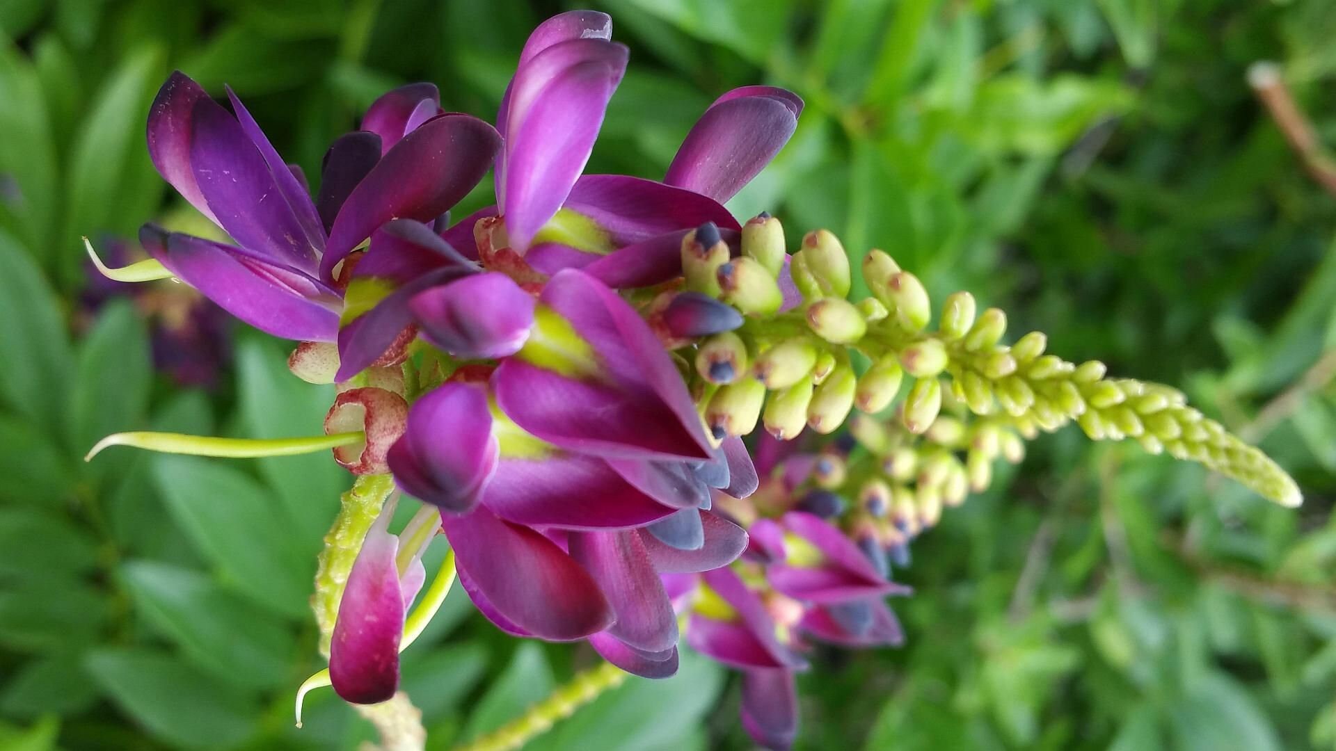 Millettia reticulata Evergreen Wisteria 5 Seeds Worldwide Etsy