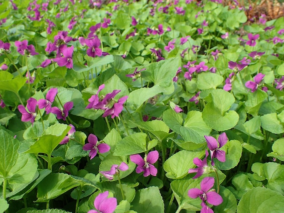 Viola sororia Rubra Wooly Violet Emperor Magenta Red 10 seeds