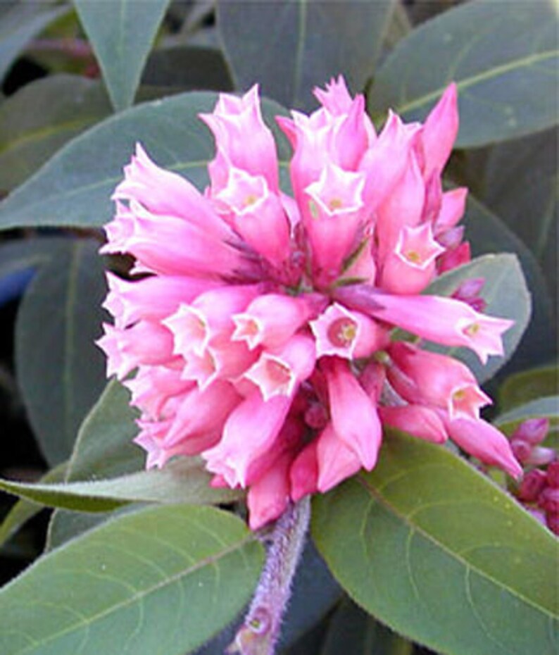 Cestrum elegans var smithii Pink Cestrum Plant FREE SHIP