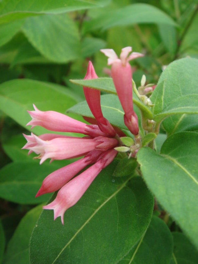 Cestrum elegans var smithii Pink Cestrum Plant FREE SHIP
