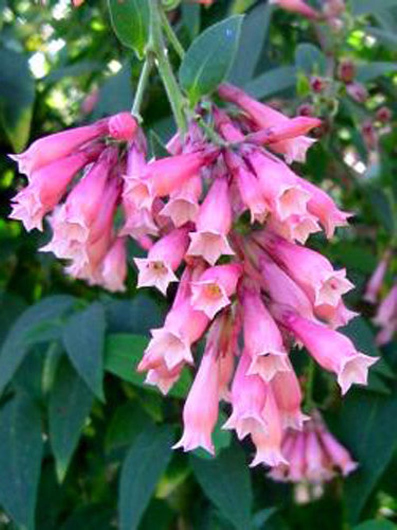 Cestrum elegans var smithii Pink Cestrum Plant FREE SHIP