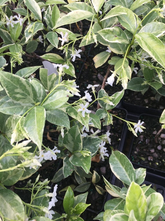 Tracheloum Asiati Variegatum Asiatic Jasmine Plant Free Ship