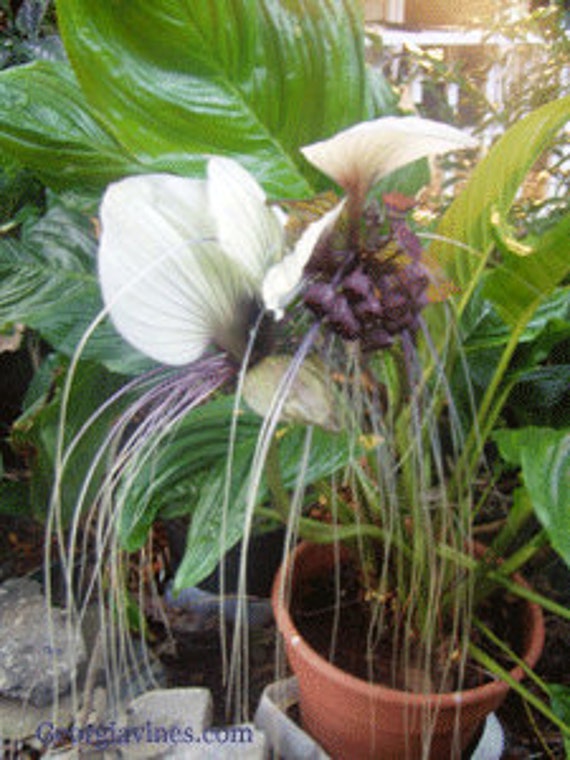 Tacca chantrieri NIVEA White Bat Flower 10 seeds FREE SHIP